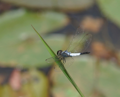 Brachydiplax farinosa