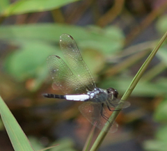 Brachydiplax farinosa