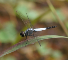 Brachydiplax farinosa