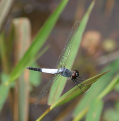 Brachydiplax farinosa
