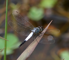 Brachydiplax farinosa