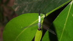 Brachydiplax farinosa