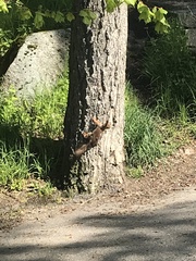 Sciurus vulgaris