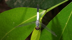 Brachydiplax farinosa