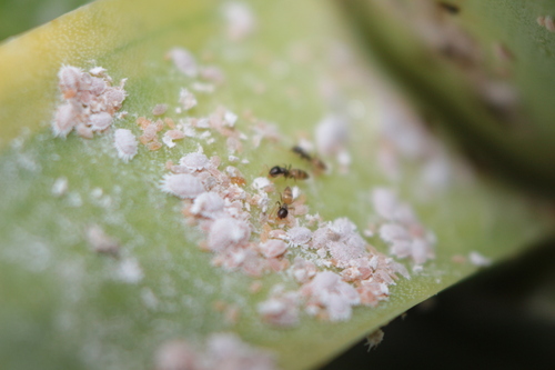 Tapinoma melanocephalum observed 2026-10-23