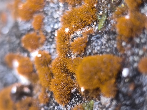 Trentepohlia observed 2026-10-24