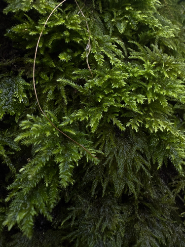 Thamnobryum alopecurum observed 2026-10-24