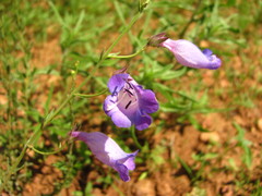 Penstemon stenophyllus