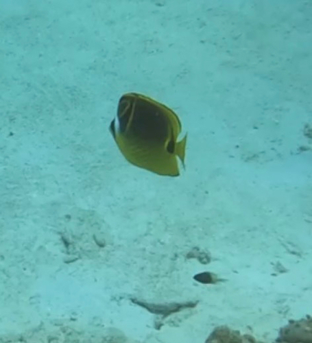 Chaetodon lunula observed 2026-10-24