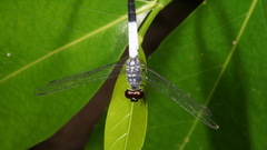 Brachydiplax farinosa