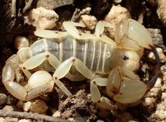 Anuroctonus pococki bajae