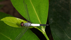 Brachydiplax farinosa