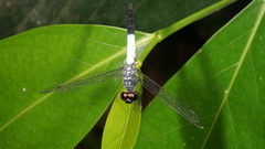 Brachydiplax farinosa