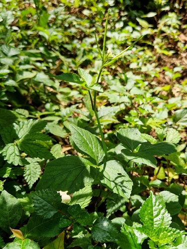 Cardamine africana observed 2026-10-24