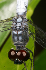 Brachydiplax farinosa