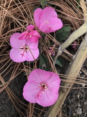 Oenothera deserticola