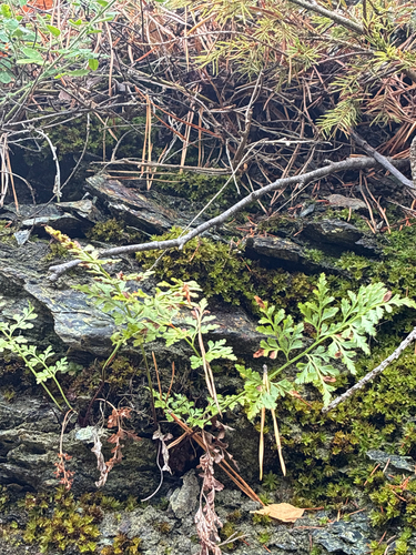 Asplenium cuneifolium, 2026-10-24