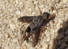 Poecilanthrax californicus