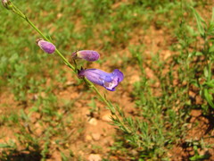 Penstemon stenophyllus