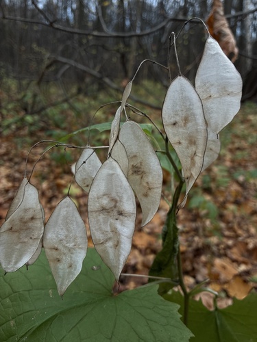Lunaria rediviva observed 2026-10-24