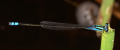 Pseudagrion williamsoni