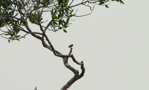Myzomela sanguinolenta, 2026-10-24