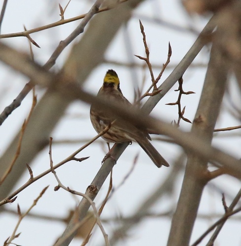 Emberiza elegans observed 2026-10-24