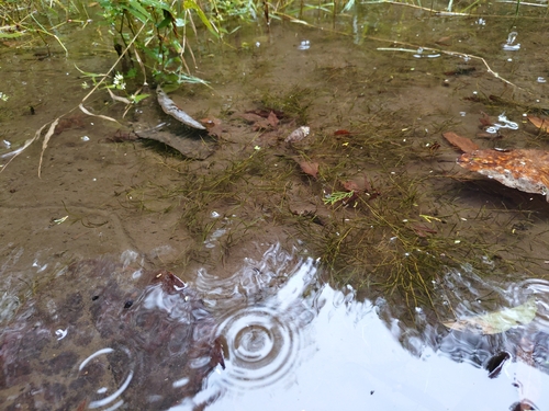 Potamogeton berchtoldii, 2026-10-24
