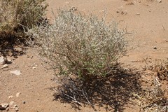 Melolobium candicans