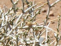 Melolobium candicans
