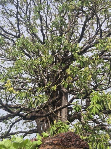 Alstonia scholaris observed 2026-10-23