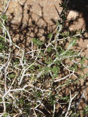 Melolobium candicans