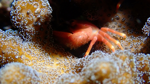 Trapezia cymodoce observed 2026-08-22
