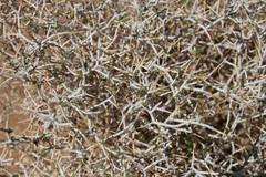 Melolobium candicans