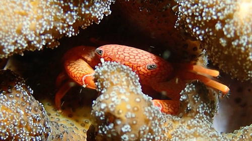 Trapezia septata observed 2026-08-22