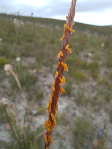Trachypogon spicatus, 2026-10-24