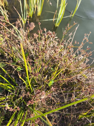 Juncus articulatus observed 2026-10-24
