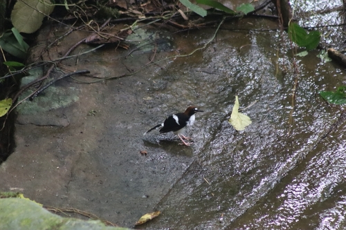 Enicurus ruficapillus observed 2026-10-24