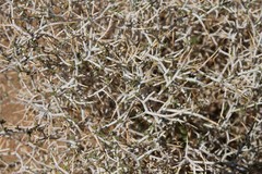 Melolobium candicans