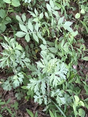 Artemisia princeps