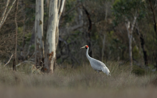 Grus rubicunda observed 2026-10-22