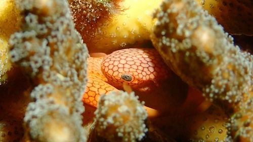 Trapezia septata observed 2026-08-22