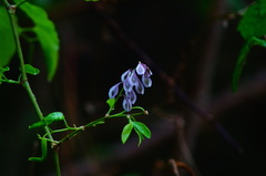 Wisterieae