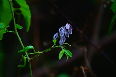 Wisterieae