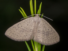 Poecilasthena anthodes