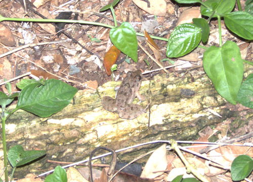 Fejervarya limnocharis observed 2026-10-23