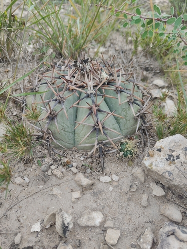 Echinocactus horizonthalonius, 2026-10-24