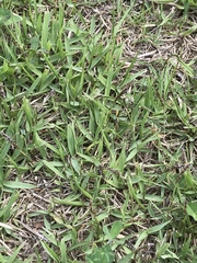 Zoysia japonica