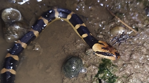 Homalopsis buccata observed 2026-10-19