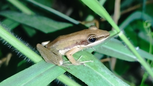 Bijurana nicobariensis observed 2026-10-19